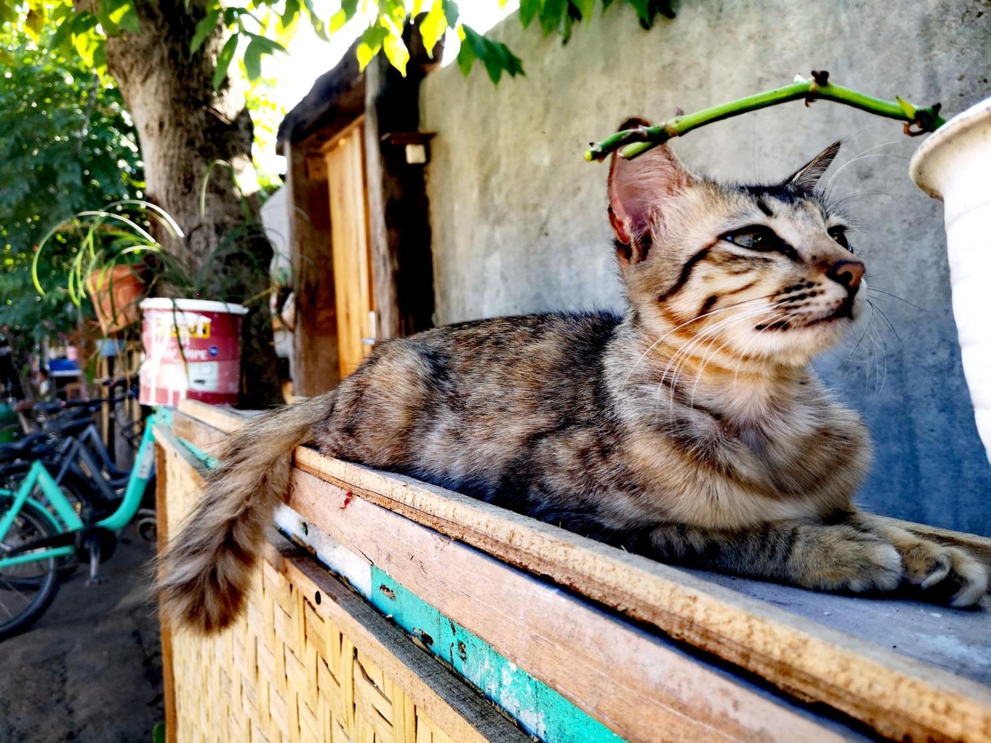 Villa La Vida 吉利特拉旺安 外观 照片
